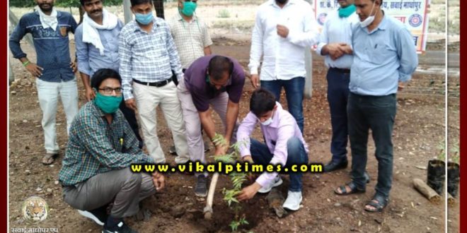 Plantation done college