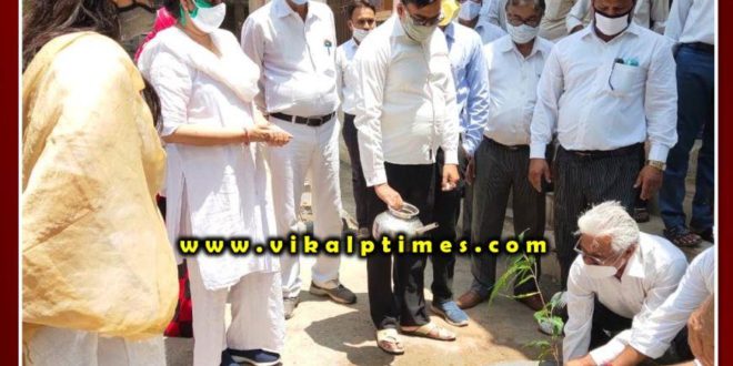 Plantation program organized by Advocate Association in Gangapur Sawai Madhopur