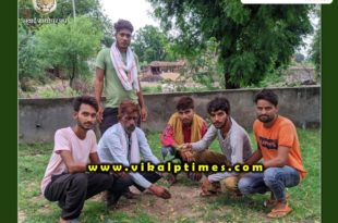 Planting occasion Hariyali Amavasya