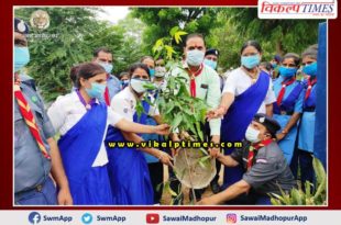 Collector planted sapling in Scout Ground