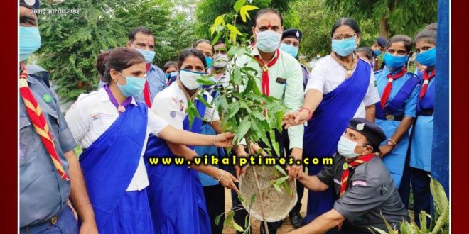 Collector planted sapling in Scout Ground