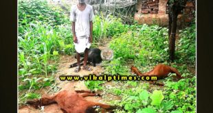 Panther hunted goats bonli area Sawai Madhopur