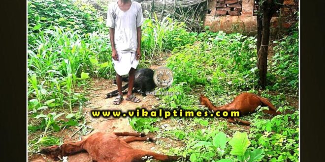 Panther hunted goats bonli area Sawai Madhopur