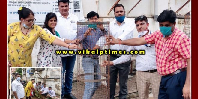 Plantation done in cmho office Sawai Madhopur