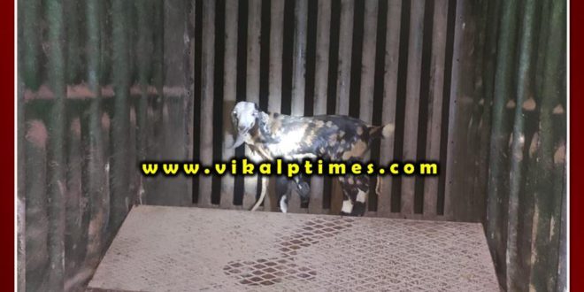 Panther could not be imprisoned in the cage bonli Sawai Madhopur