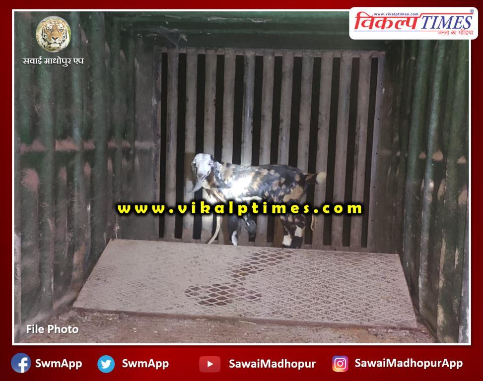 Panther could not be imprisoned in the cage bonli Sawai Madhopur
