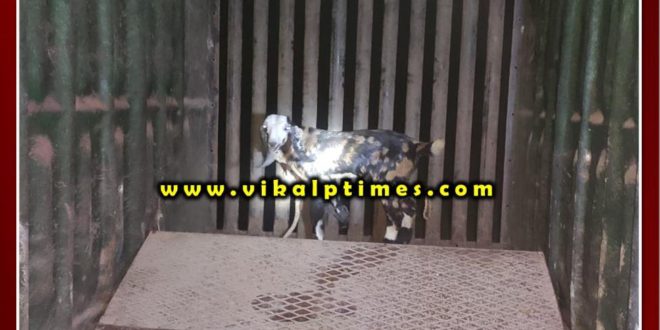 Panther hunted again, villagers continue to panic