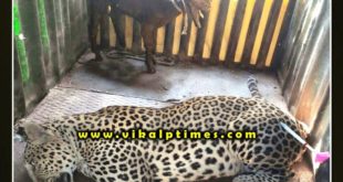 Panther imprisoned in cage at bonli Sawai Madhopur