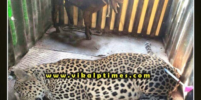 Panther imprisoned in cage at bonli Sawai Madhopur