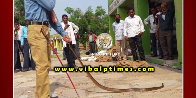 Snake rescue done in agricultural produce market Sawai Madhopur