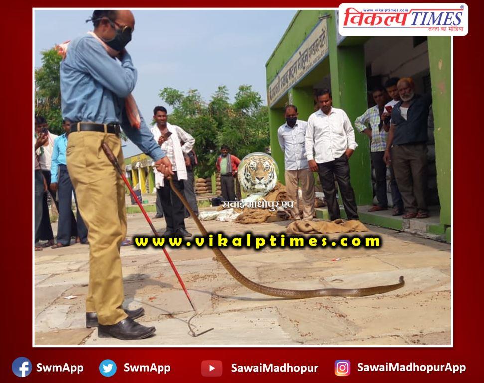 Snake rescue done in agricultural produce market Sawai Madhopur