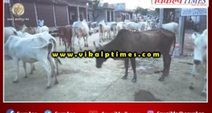 gathering cows remains main roads shivar Sawai Madhopur