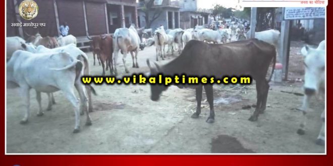 gathering cows remains main roads shivar Sawai Madhopur