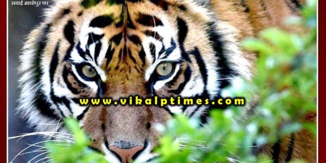 Tiger came out of the forest in populated area at kundera Sawai madhopur