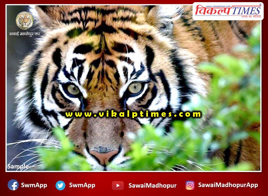 Tiger came out of the forest in populated area at kundera Sawai madhopur