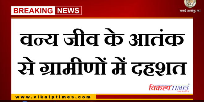 Villagers panic among wildlife animal at bonli Sawai madhopur
