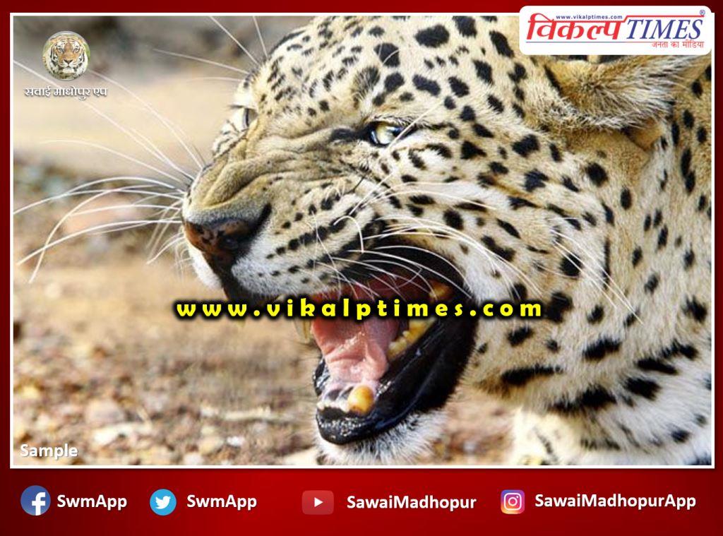 fear among villagers due to knocking of wildlife at bonli Sawai Madhopur
