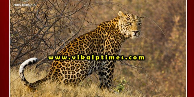 villagers Panic among due to fear of panther