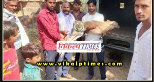 Villagers save Nilgai's child at sawai madhopur