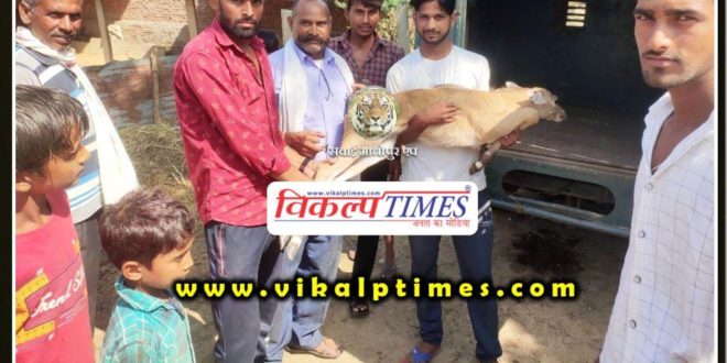 Villagers save Nilgai's child at sawai madhopur