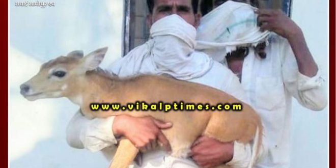 cattle of cow rescued from dogs in Sawai madhopur