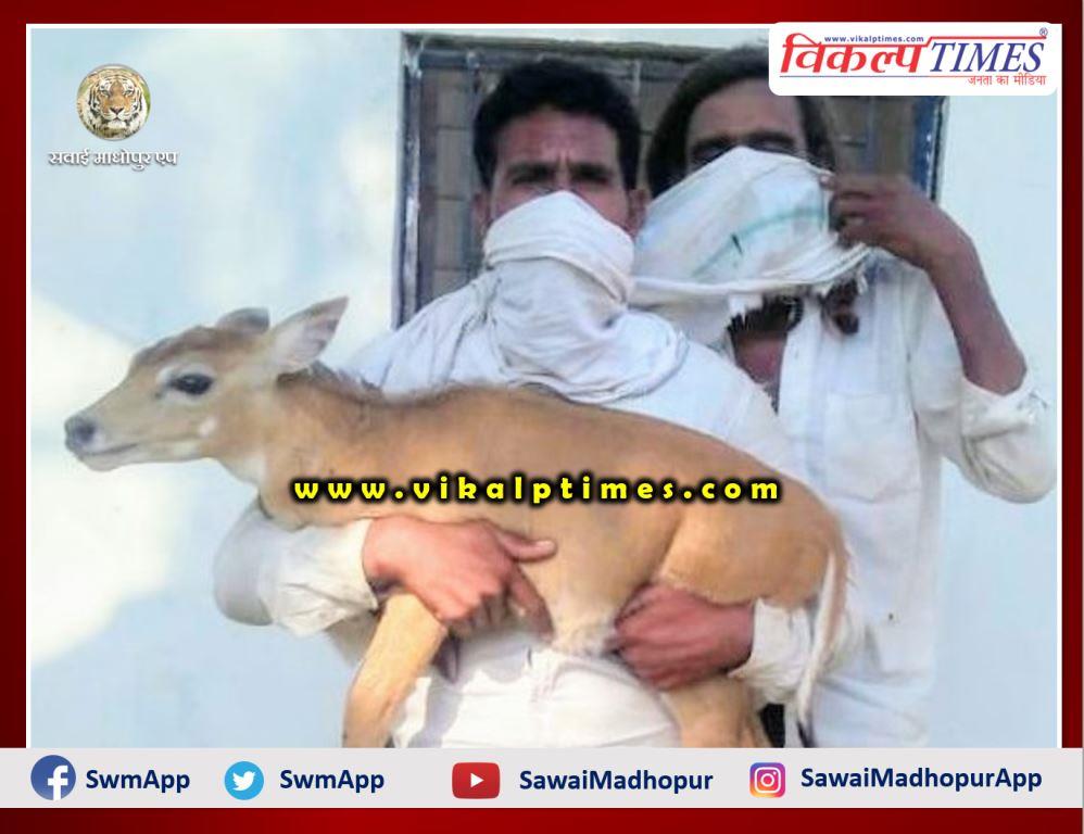 cattle of cow rescued from dogs in Sawai madhopur