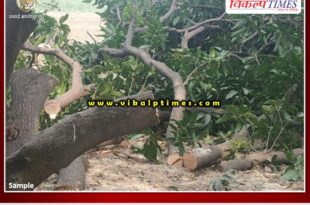 Trees are being cut along the lalsot kota mega highway