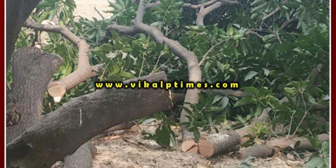 Trees are being cut along the lalsot kota mega highway