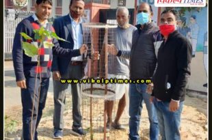 Planting done in model school soorwal Sawai madhopur