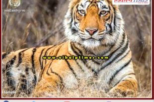 Tiger attacked farmer at khandar Sawai Madhopur