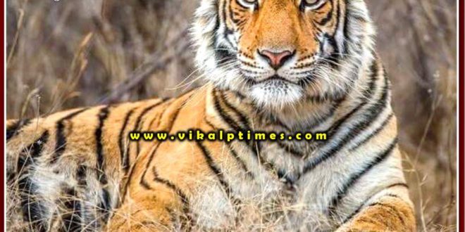 Tiger attacked farmer at khandar Sawai Madhopur