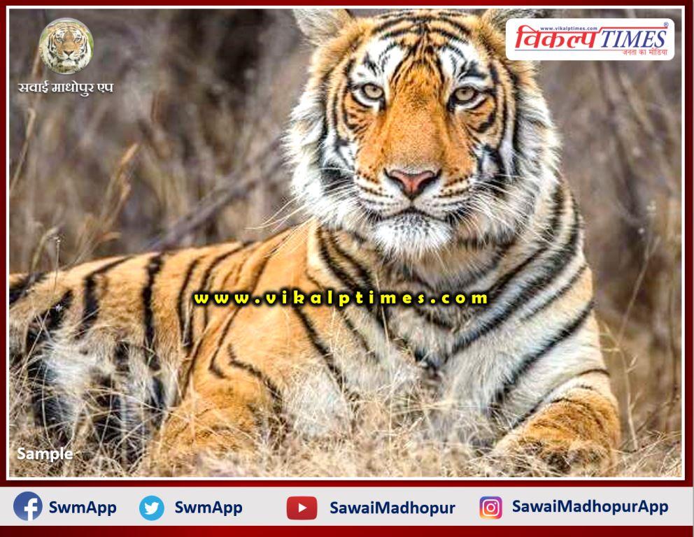 Tiger attacked farmer at khandar Sawai Madhopur