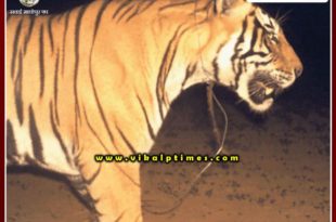 Trap in tigers neck in Ranthambore national park Red alert declared