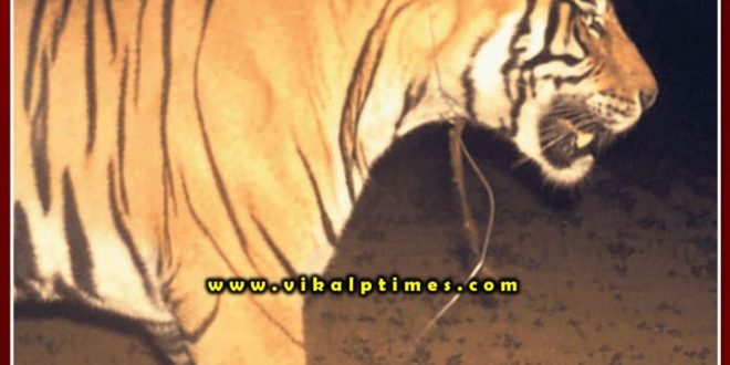 Trap in tigers neck in Ranthambore national park Red alert declared