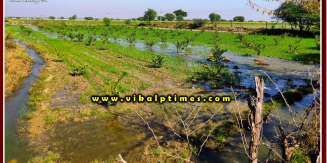 illegally opened Siphon of Morale main canal Wheat crop wasted