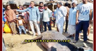 Buffalo died due to electric current in khandar