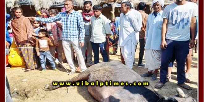 Buffalo died due to electric current in khandar