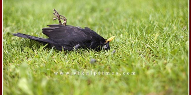 Dead bird found in Jaisinghpura khandar Sawai Madhopur