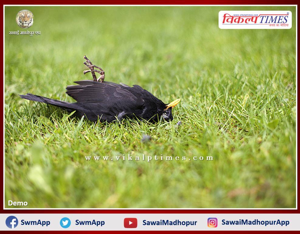 Dead bird found in Jaisinghpura khandar Sawai Madhopur