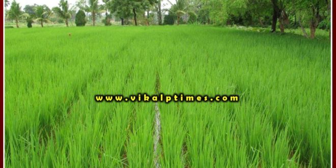 Farmers have not received crop compensation till date in khandar Sawai Madhopur
