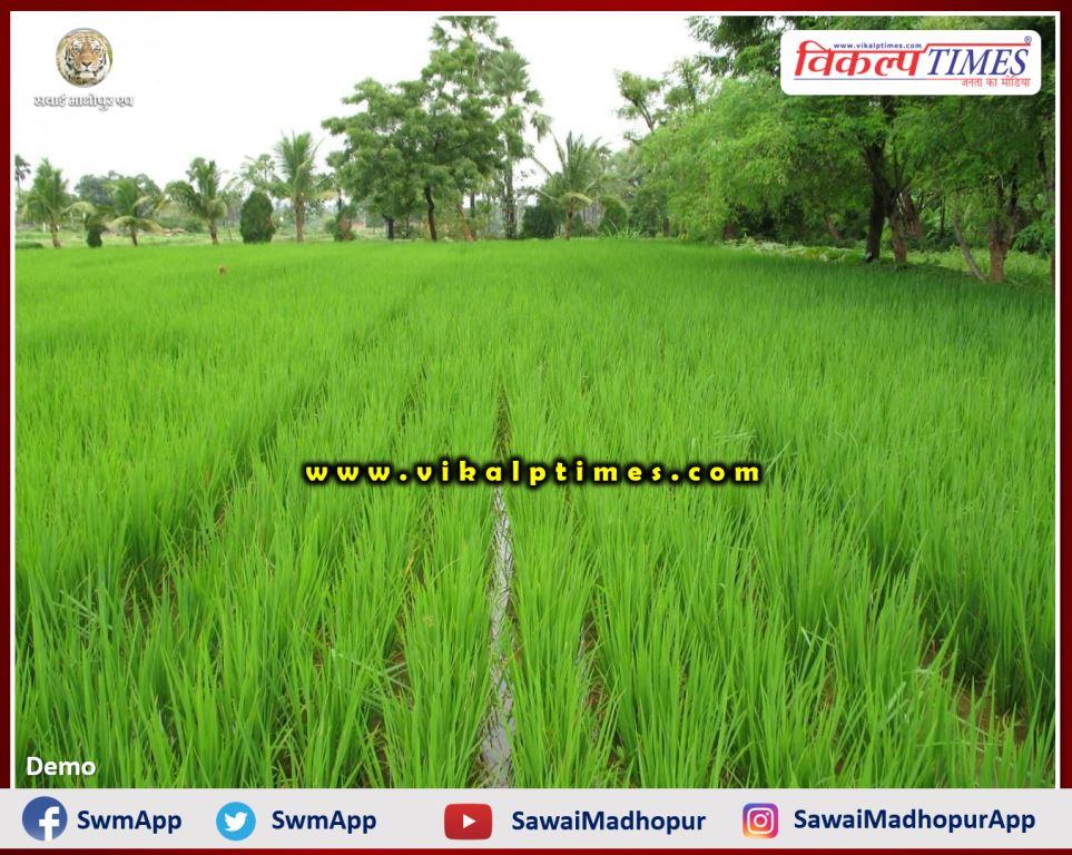 Farmers have not received crop compensation till date in khandar Sawai Madhopur