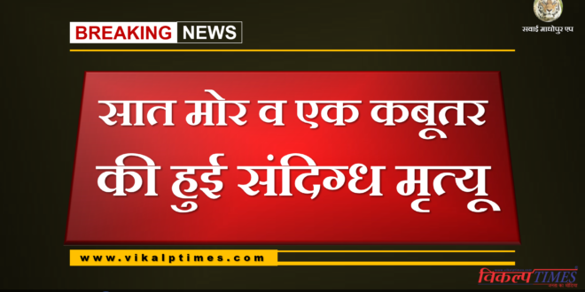 Suspected death of seven peacocks and a pigeon in Sawai Madhopur