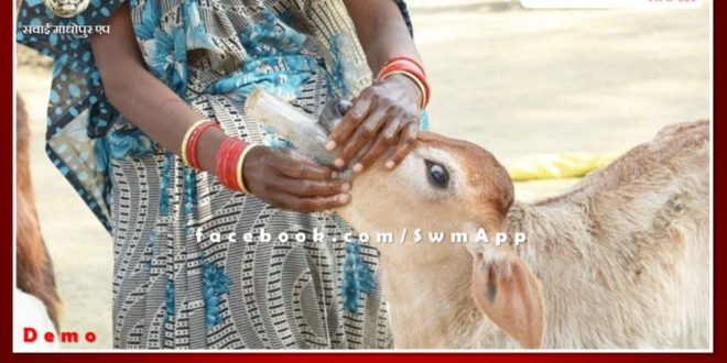 Advisory issued to protect animals from seasonal diseases in Sawai Madhopur