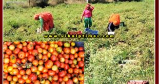 Farmers disappointed due to not getting the right price for tomatoes in sawai madhopur