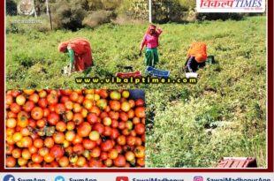 Farmers disappointed due to not getting the right price for tomatoes in sawai madhopur