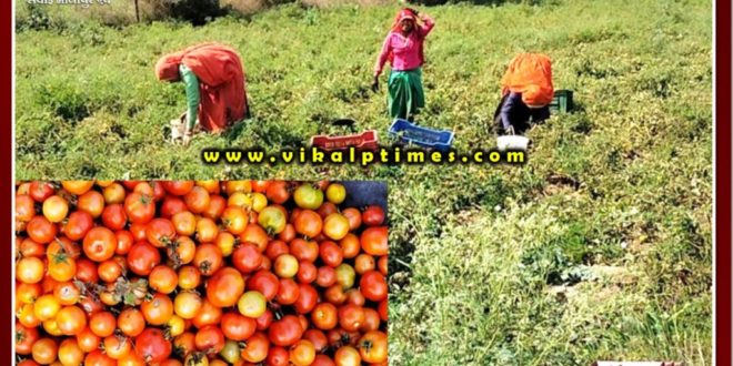 Farmers disappointed due to not getting the right price for tomatoes in sawai madhopur