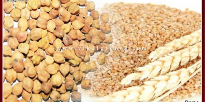 Free distribution of wheat and gram till 15 February