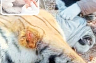 This is the first case of stitching on the tongue of a tigress