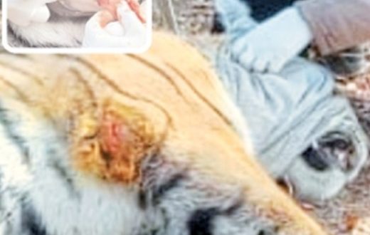 This is the first case of stitching on the tongue of a tigress