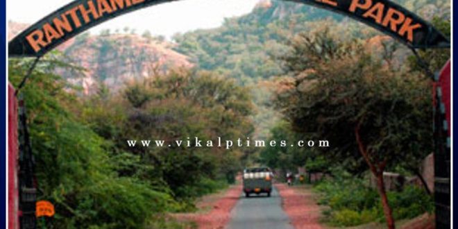 Panther died in Ranthambore National Park
